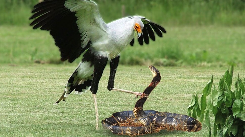 Snakes: पक्षी ने लिया खतरनाक सांप से पंगा, अपने बच्चों को बचाने के लिए लगा दी जी जान और फिर...