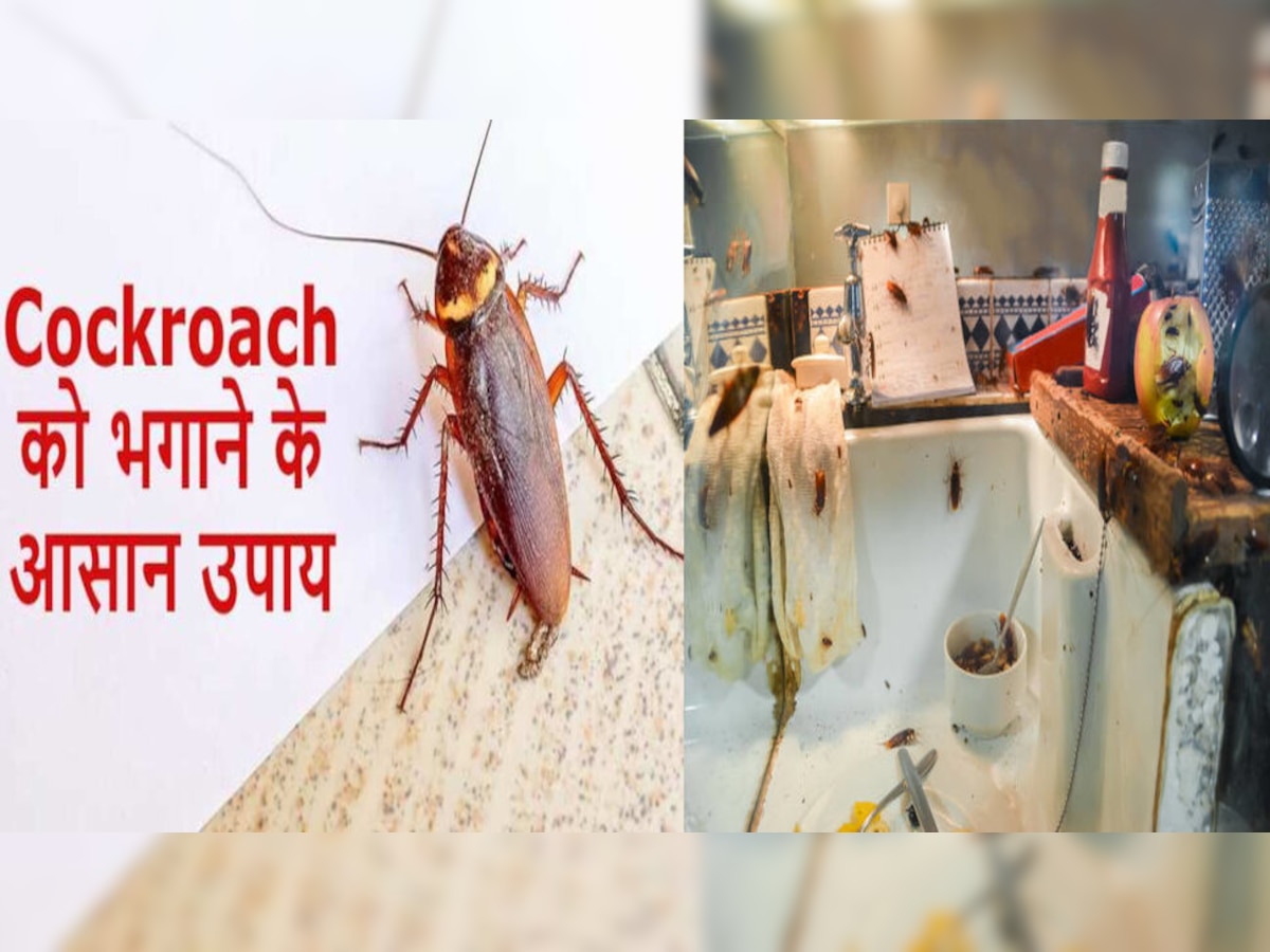 Cockroach Home Remedies: किचन या बाथरूम में घूमते कॉकरोच से हैं परेशान? इस घरेलू नुस्‍खे से तुरंत भगाना है आसान 