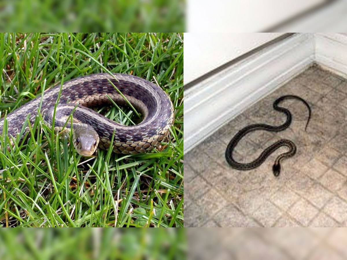 Safety From Snakes: सांप से रहना है सेफ, ऐसे लगाएं घर में एंट्री पर फुल स्‍टॉप