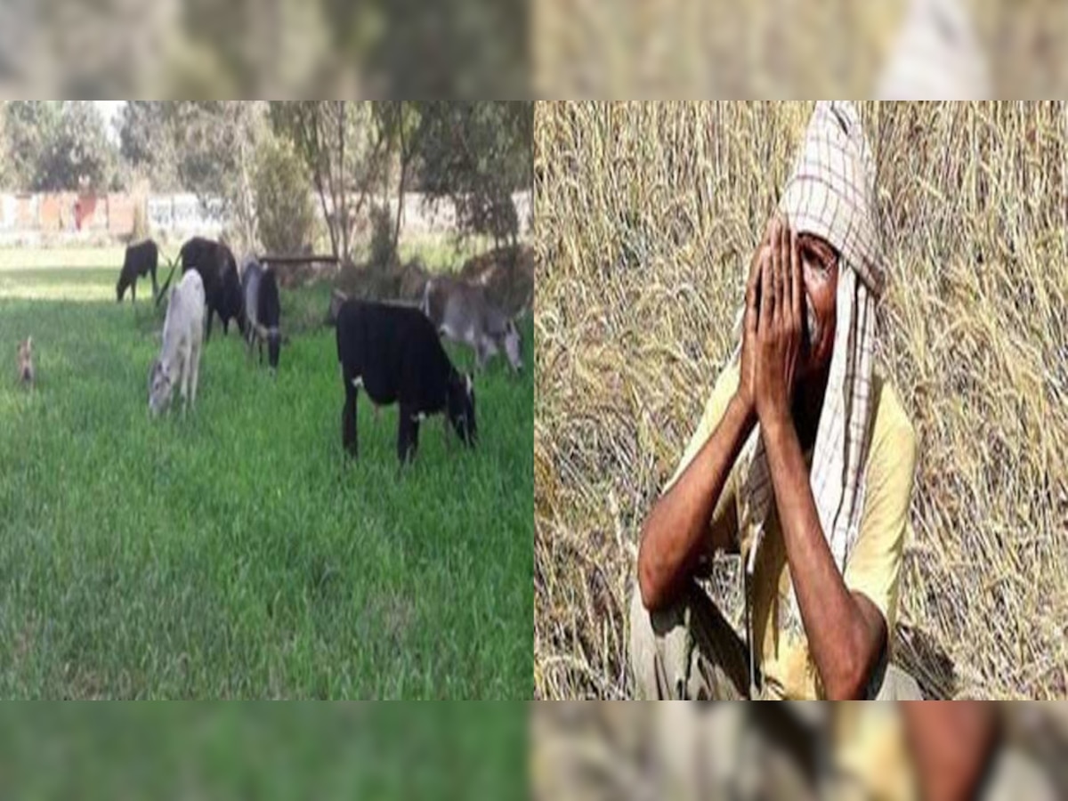 Stray Animals: किसानों के लिए खुशखबरी, इस स्‍प्रे से आवारा पशु और कीडे़- मकोड़े भागेंगे खेत से दूर