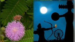 Dussehra 2022: दशहरे पर जरूर करें शमी वृक्ष की पूजा, शत्रुओं पर प्राप्त होगी विजय