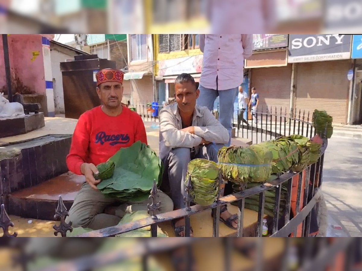 दुनियाभर में मशहूर हैं हिमाचल की तौर की पत्तल, आज भी इन्हीं में परोसा जाता है भोजन