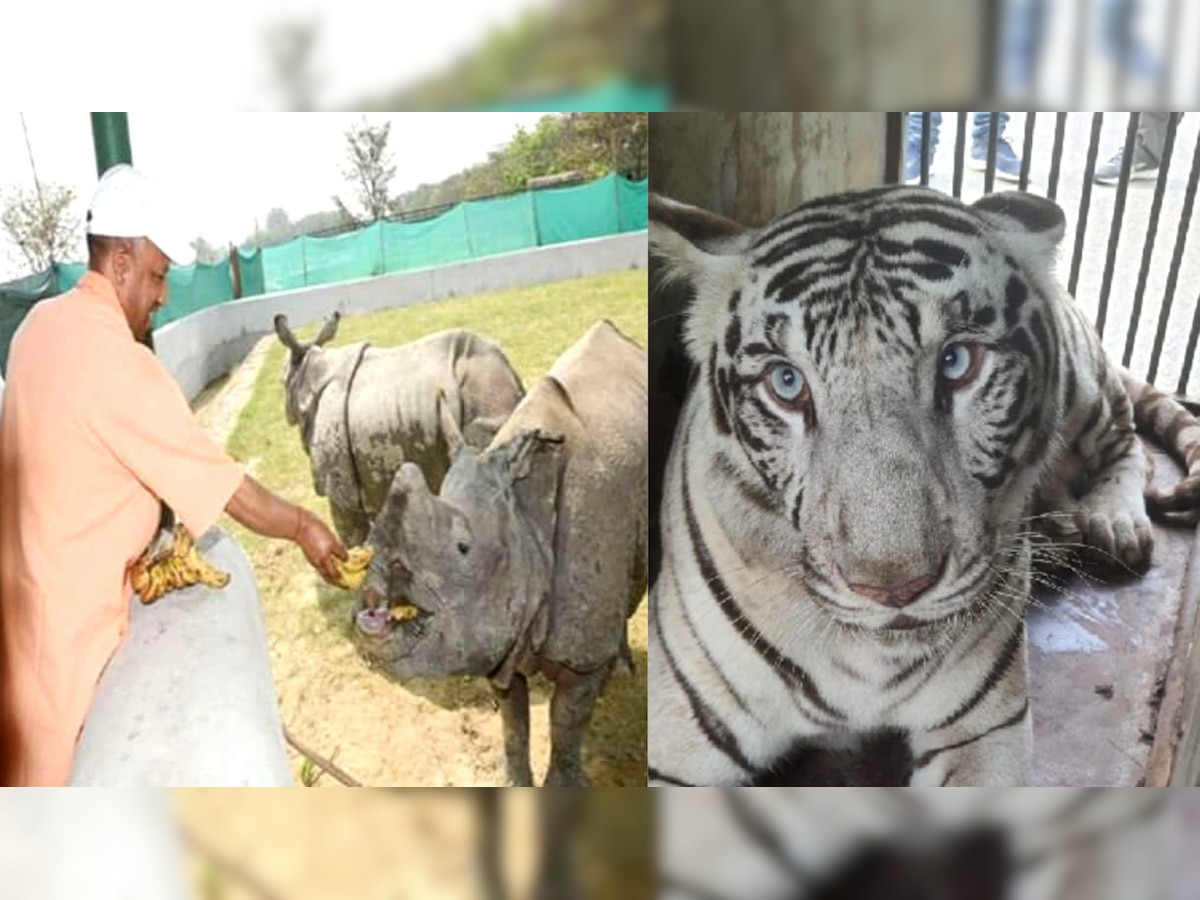 Wildlife Week: जानिए कब सफेद बाघिन को बाड़े में भेज तेंदुए के बच्चों का नामकरण करेंगे CM योगी?
