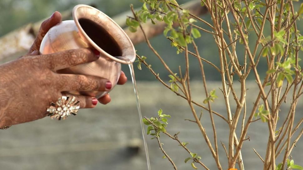 Tulsi Tips: तुलसी के पौधे के पास भूल से भी न रखें झाड़ू, रुष्ट मां लक्ष्मी को प्रसन्न करना हो जाएगा मुश्किल