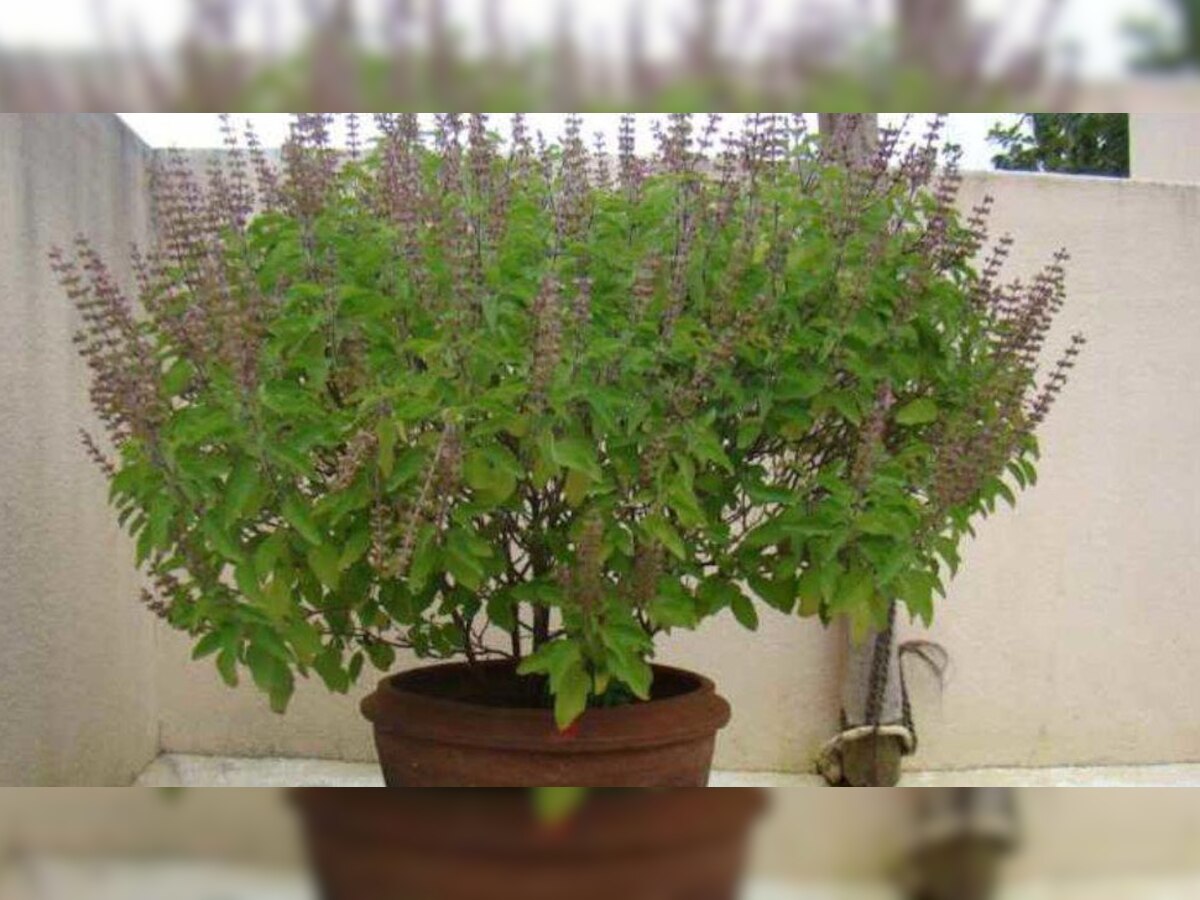 Vastu Tips for Tulsi Plant: तुलसी के पास भूलकर न रखें ये 4 चीजें, रूठ जाती हैं मां लक्ष्मी; परिवार हो जाता कंगाल