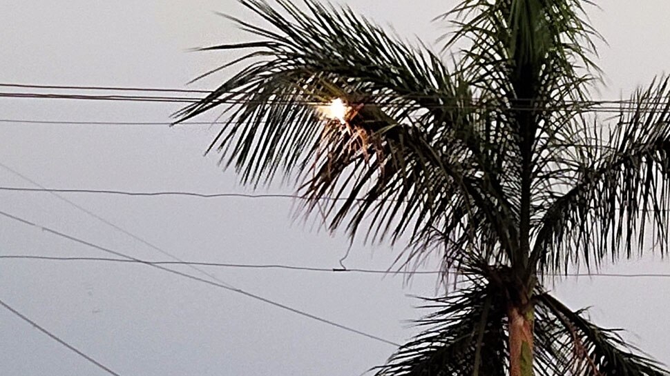 How to plant under a power line Rules for pruning trees Pruning of