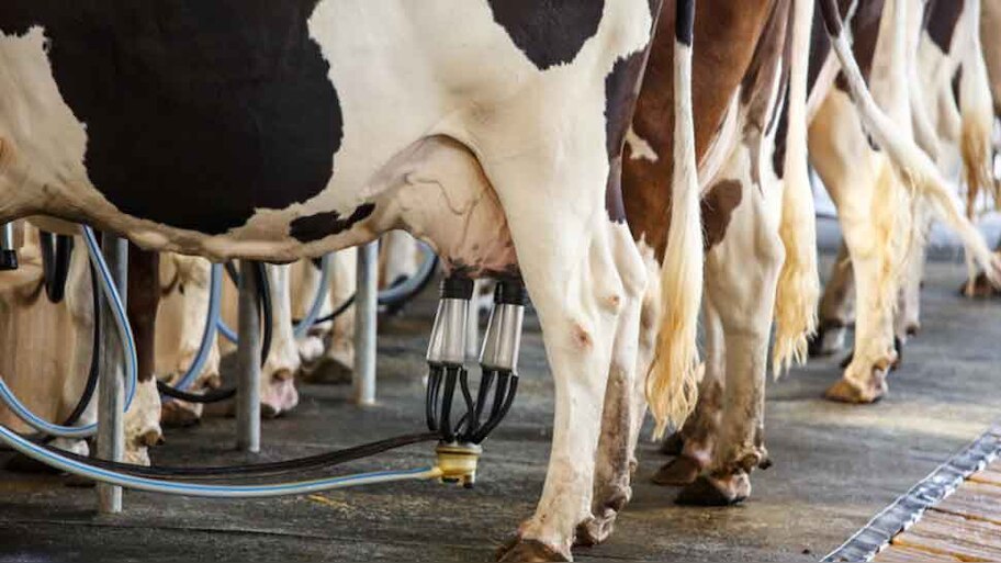 Whether to drink milk of a cow with lumpy virus or not Can this virus ...