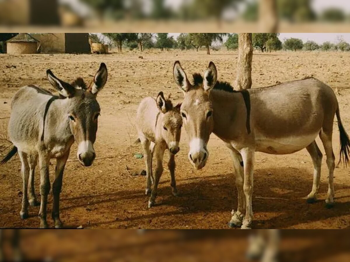 इसलिए पाकिस्तानी गधों का आयात करना चाहता है चीन, हैरान करने वाली है वजह