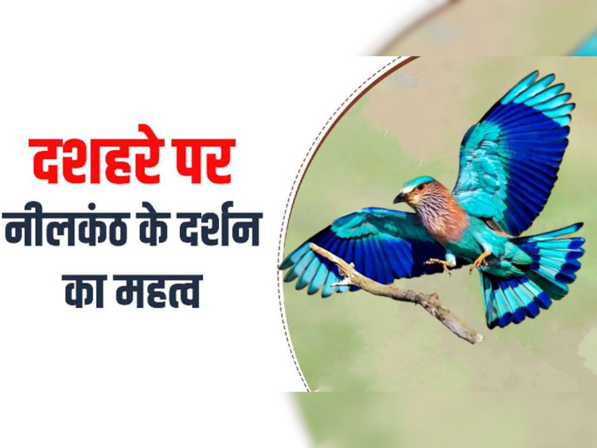 Neelkanth Bird Significance on Vijayadashmi