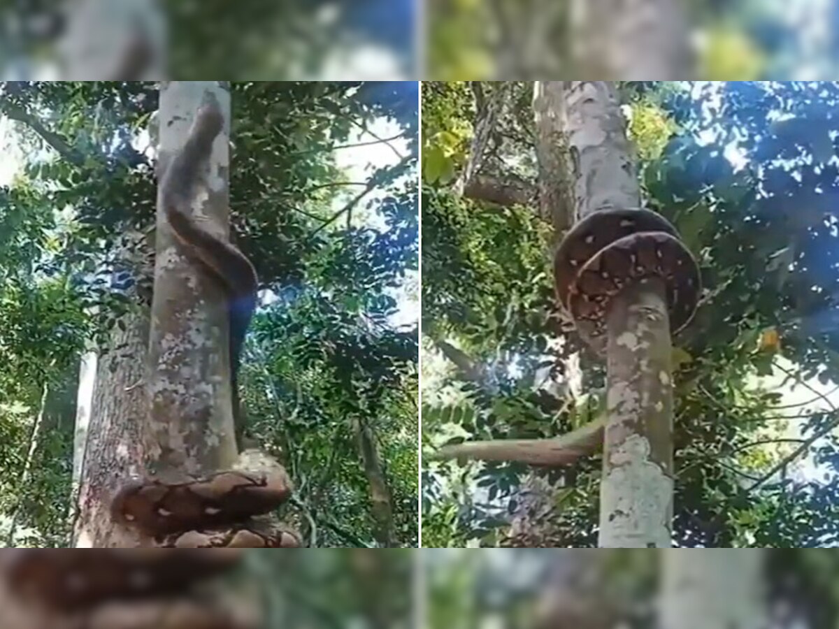 Python: ऐसे सरपट पेड़ पर चढ़ा खतरनाक अजगर, सांप का वायरल Video देख थर-थर कांपेंगे आप!