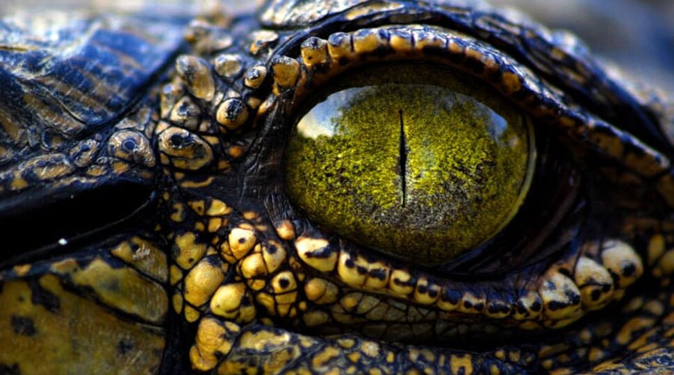 crocodile-and-alligator-tears-logical-story-behind-famous-proverb-do