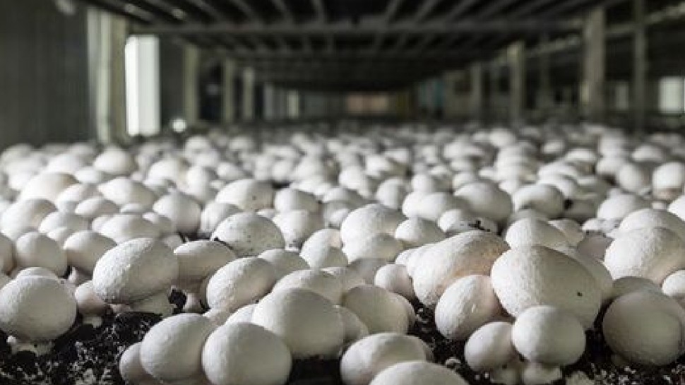 mushroom-farm-in-sangli-mushroom-cultivation-biobritte-mushroom-company