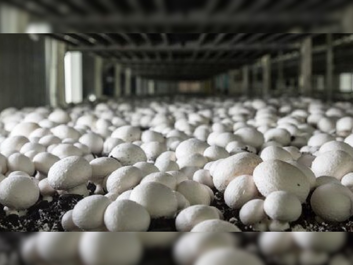 How to Start a Mushroom Farming