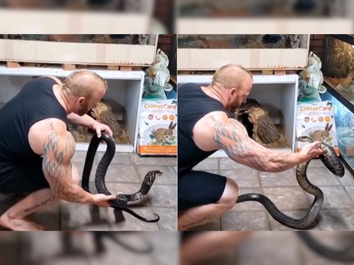 Snake Video: किंग कोबरा को हाथ से पकड़कर शख्स ने किया ऐसा कारनामा, लोग बोले- डर नहीं लगता क्या?