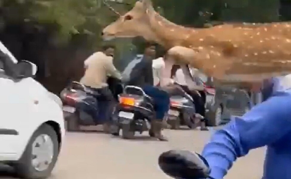 Viral Video: हिरन के बच्चे ने लगाई ऐसी हवाई छलांग..ट्रैफिक को ही फांद गया, देखते रहे लोग