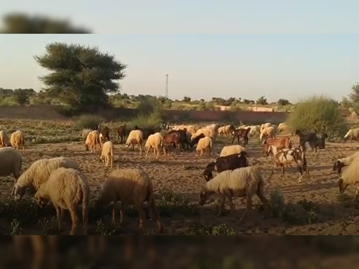 खाजूवाला में अवैध काश्त पर वन विभाग की कार्रवाई, 750 बीघा जमीन पर उगी ग्वार की फसल को किया नष्ट 