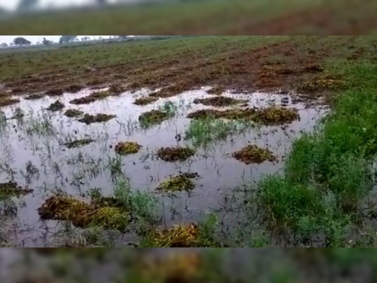 बारां में बारिश से किसान परेशान, खेतों में कटी पड़ी सोयाबीन की फसल को नुकसान