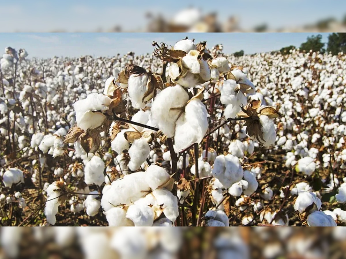 World Cotton Day: जानें विश्व में सबसे ज्यादा कपास कहां पैदा होता है? 