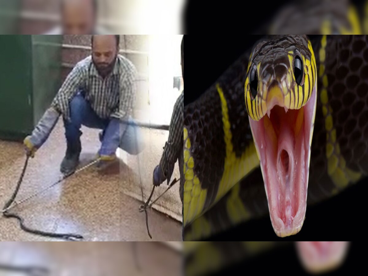 जोधपुर के अस्पताल की ओपीडी  में अचानक घुस गया सांप, कोबरा को देखकर चिल्लाने लगे मरीज