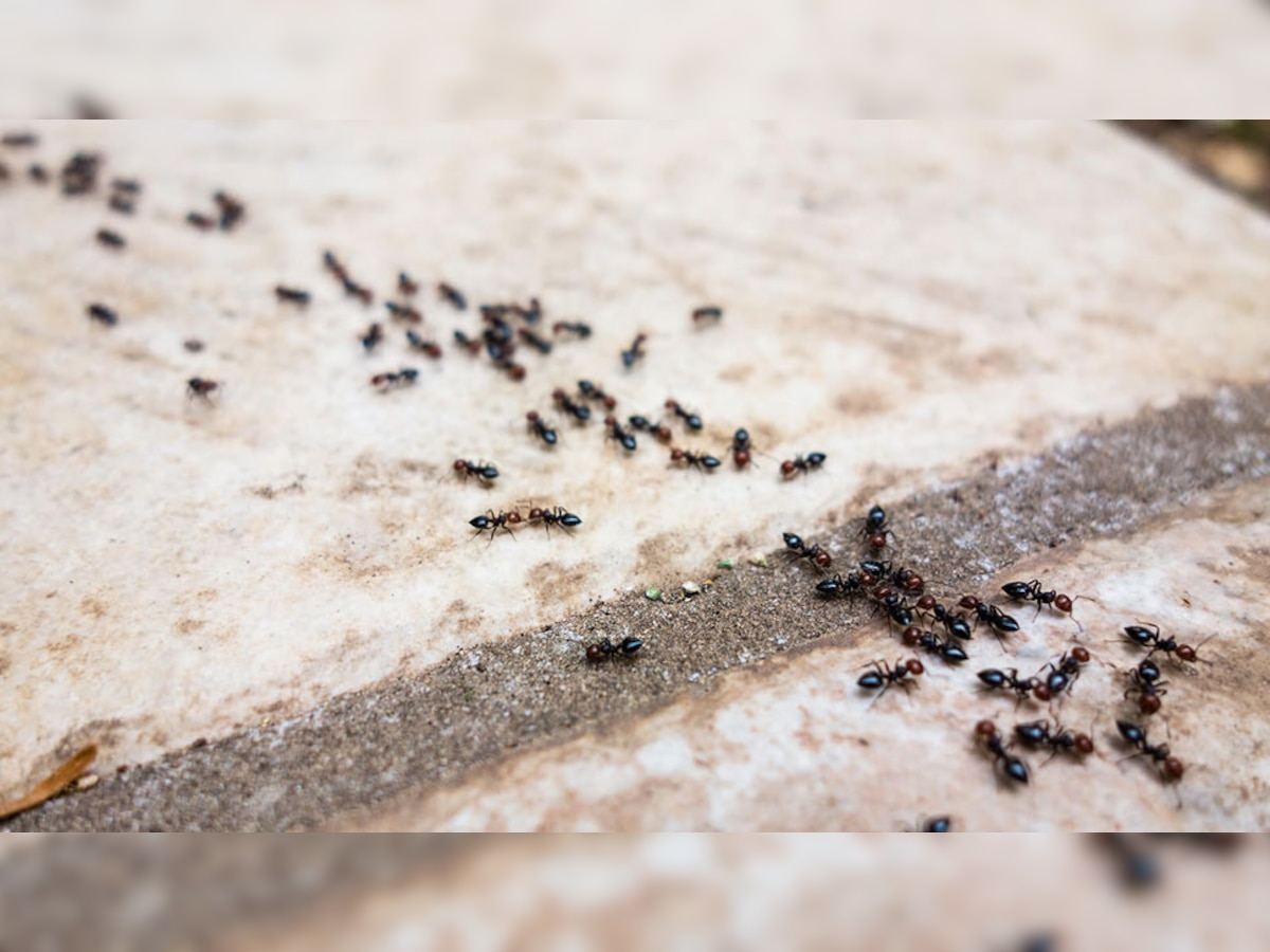 Home Remedies of Red Ants: घर में चींटियों के आने से हो चुके हैं परेशान? अपना लें ये 5 आसान नुस्खे, चुटकियों में जाएंगी भाग