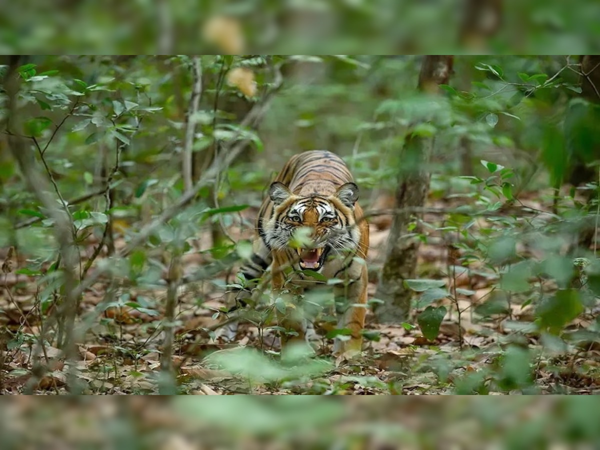 बिहार के बगहा में बाघ को गोली मारने का आदेश, जानें क्या है पूरा मामला  