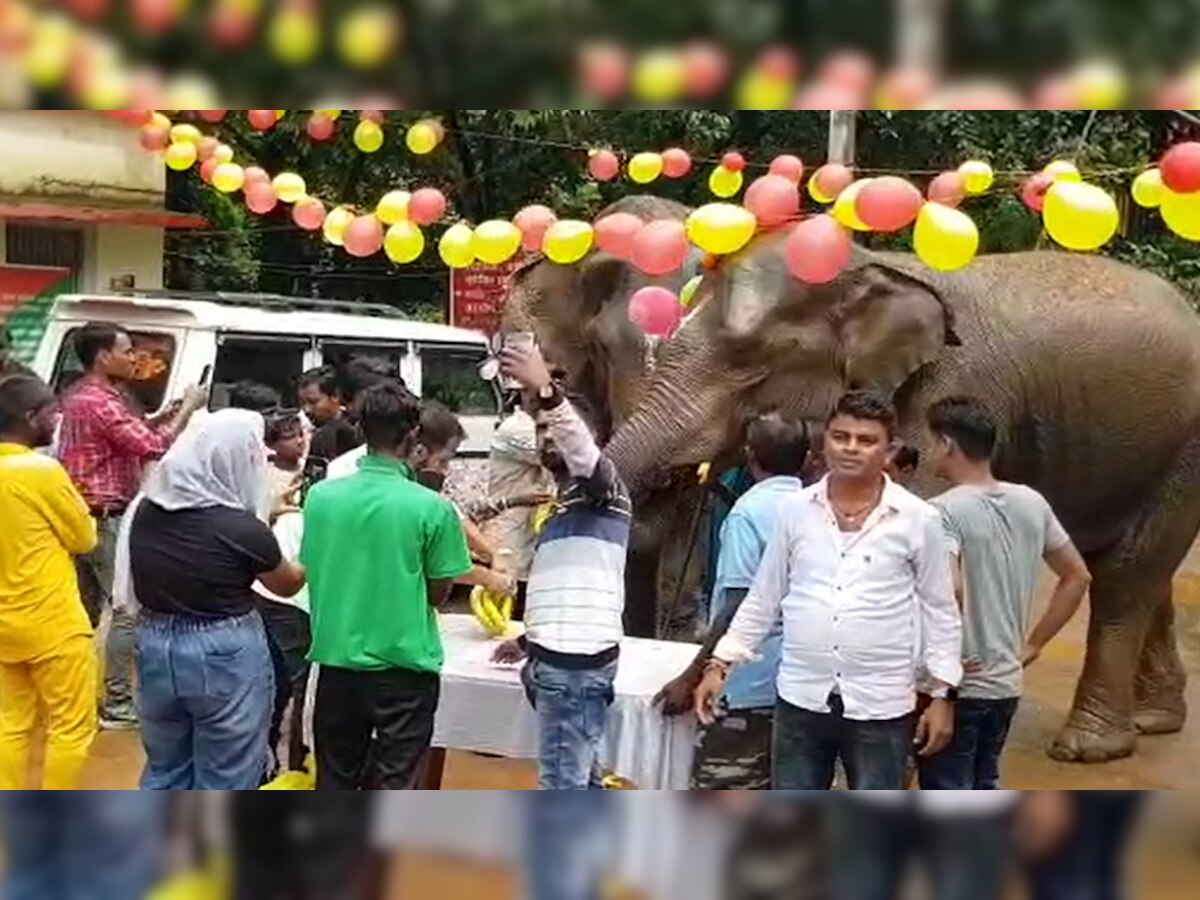 दलमा वाइल्डलाइफ सेंचुरी में मनाया हथिनी रजनी का 13 वां जन्मदिन, काटा गया 14 पाउंड केक