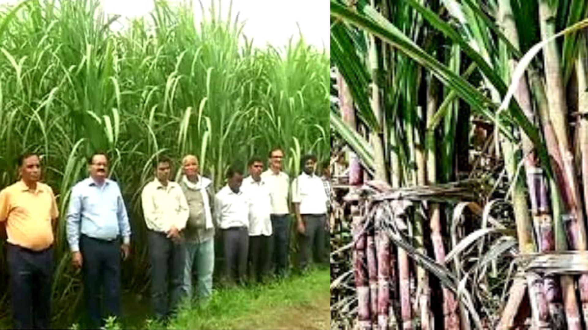 agriculture news meerut 16 feet sugarcane Positive News different news