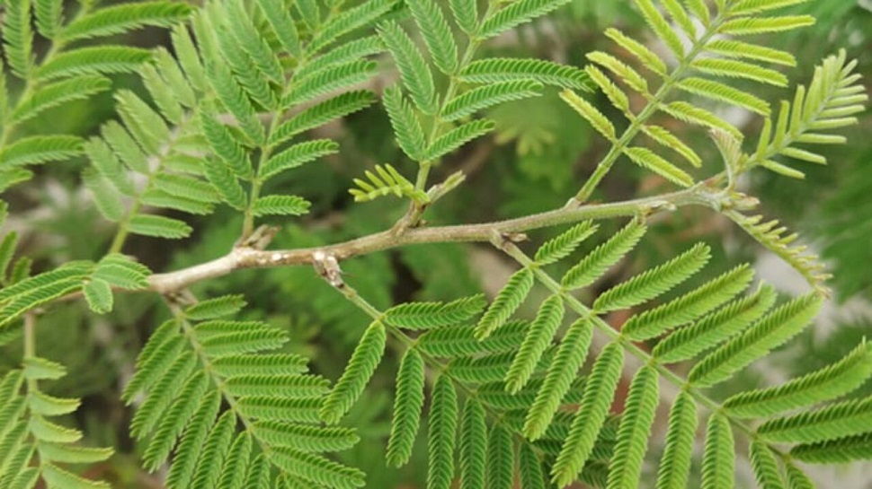 This is the specialty of Shami plant it remains green even in the ...