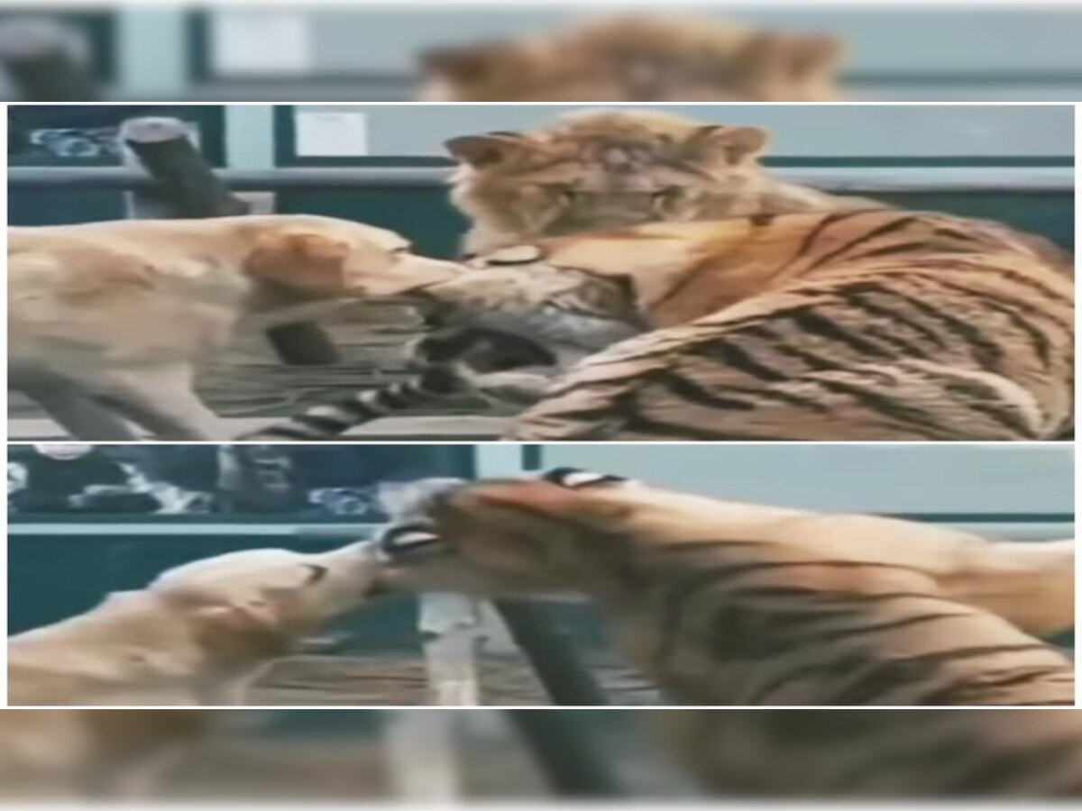 Dog Tiger Video Viral: शेर के सामने कुत्‍ते ने टाइगर के काट खाए कान, हालत हुई पतली; वीडियो देख लोग हैरान