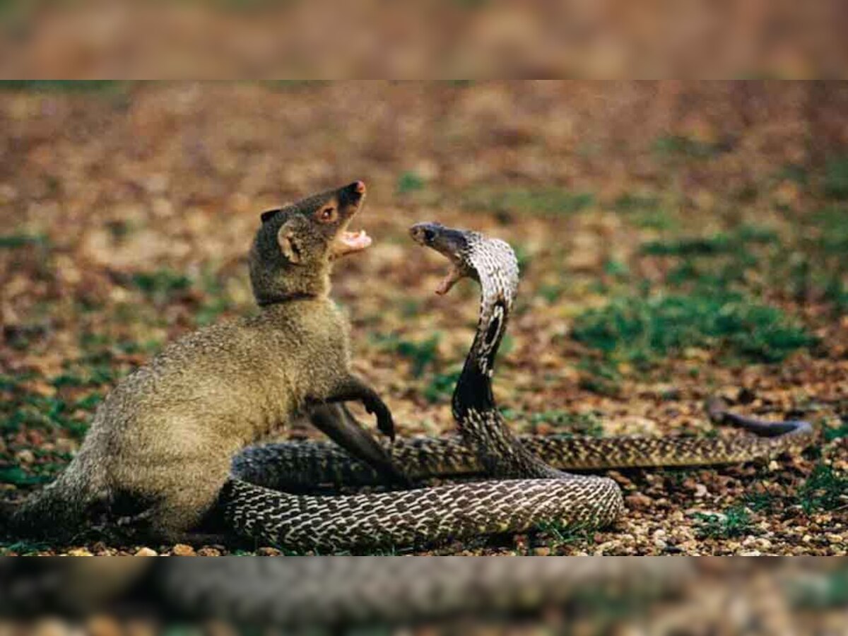 Snake & Mongoose Fight: बीच सड़क पर लड़ते दिखे सांप-नेवला, पांच मिनट तक एक-दूसरे पर किए वार, आखिर में कौन जीता?