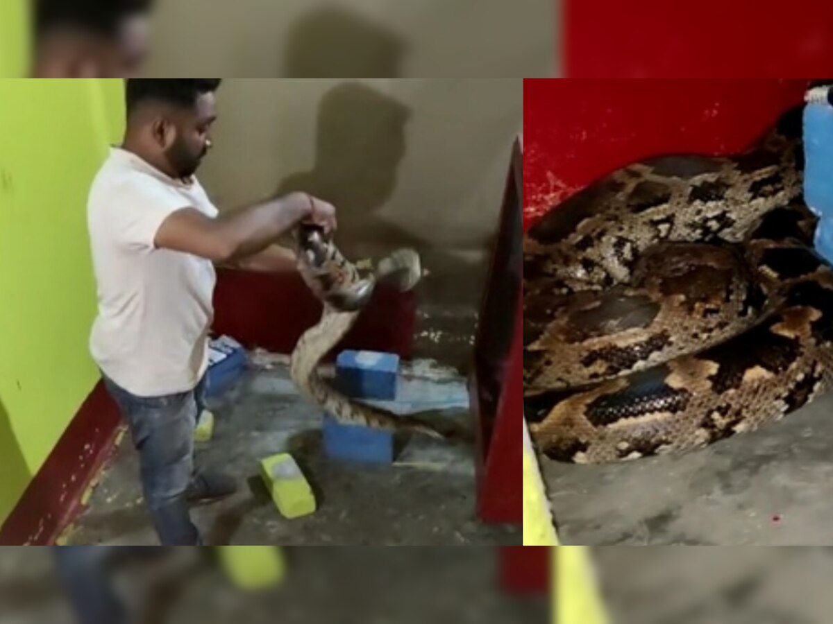 Python Rescue: रात भर फ्रिज के नीचे दुबका रहा अजगर, सुबह घर वालों ने देखा तो उड़े होश, कुछ ऐसे हुआ रेस्क्यू