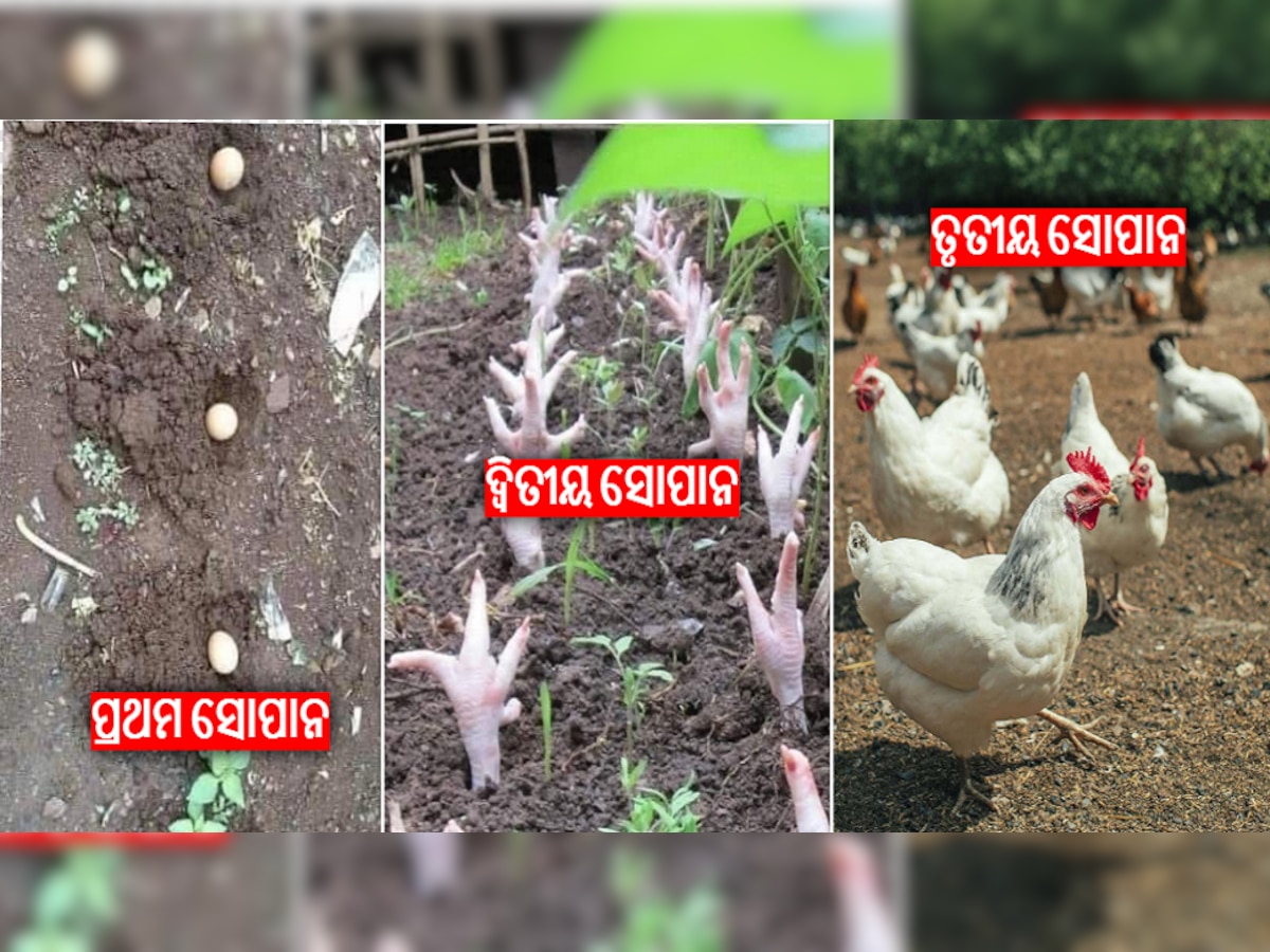 Smart Chicken Farming: କାକୁଡ଼ି ଭଳି ମାଟିରେ ଫଳିବ କୁକୁଡ଼ା! Gregg Martin ବତାଇଲେ ସ୍ମାର୍ଟ ଫଣ୍ଡା