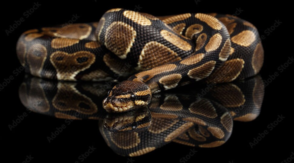 travelled from canada to america with three python snakes inside pants ...