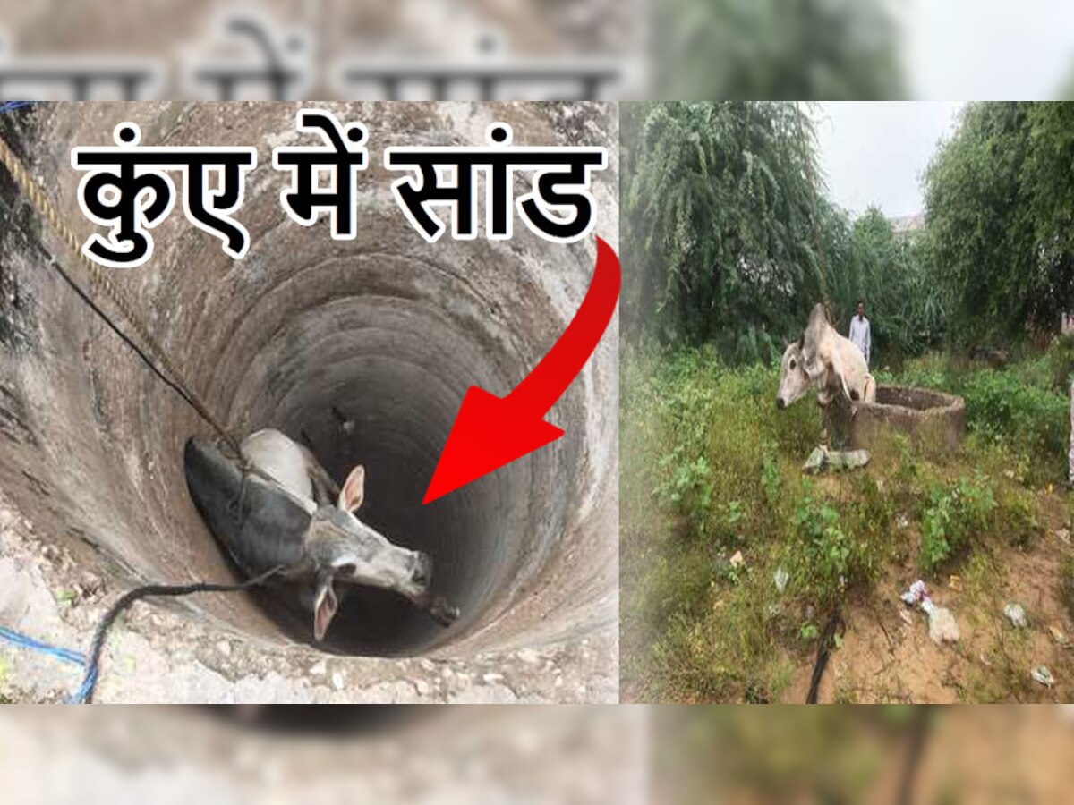 गहरे कुएं में गिरा नंदी