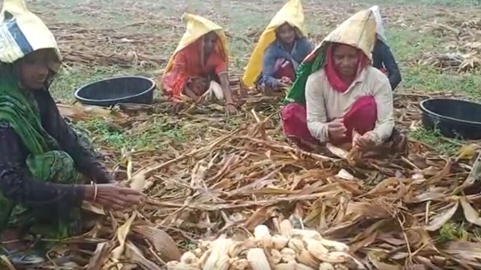 चित्तौड़गढ़: लगातार बारिश से एक बार फिर बढ़ी किसानों की चिंता, खेतों में लगी फसलों को नुकसान