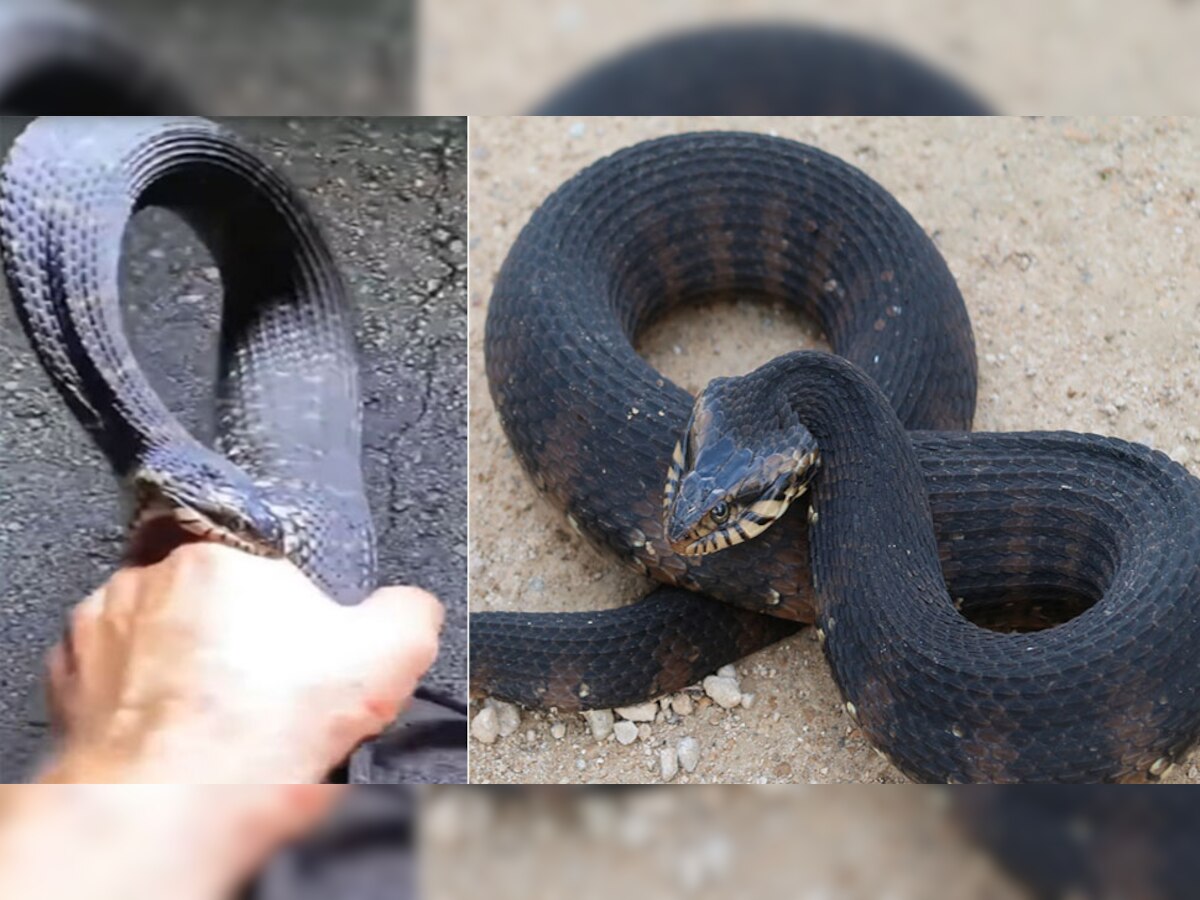 Snake Attack: भयानक सांप ने शख्स पर कर दिया हमला, सिखाया ऐसा सबक; पंगा लेने से पहले सौ बार सोचेगा!