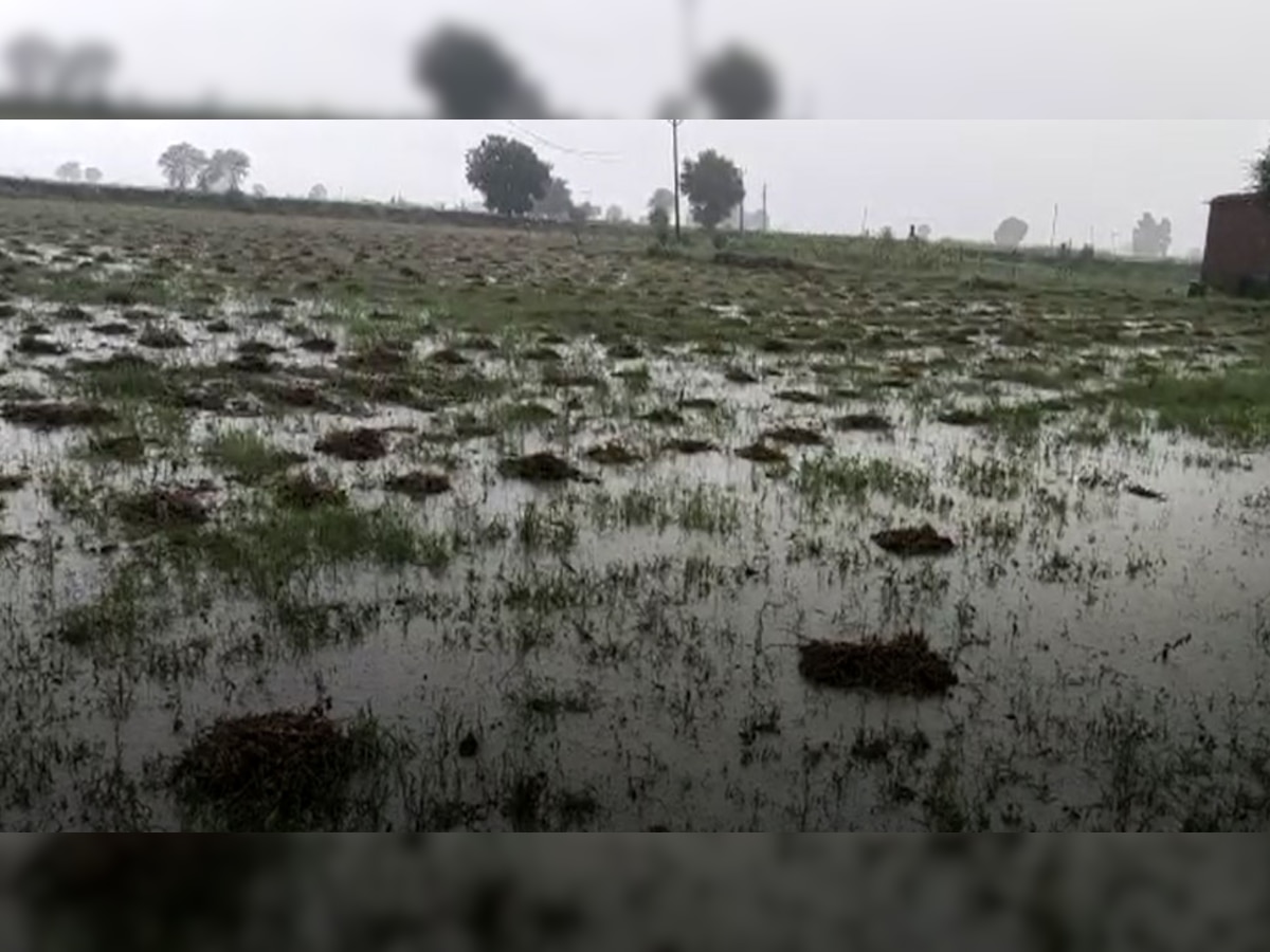 बारां: बेमौसम बरसात से बिगड़े हालात, सोयाबीन की फसलें हुई खराब 