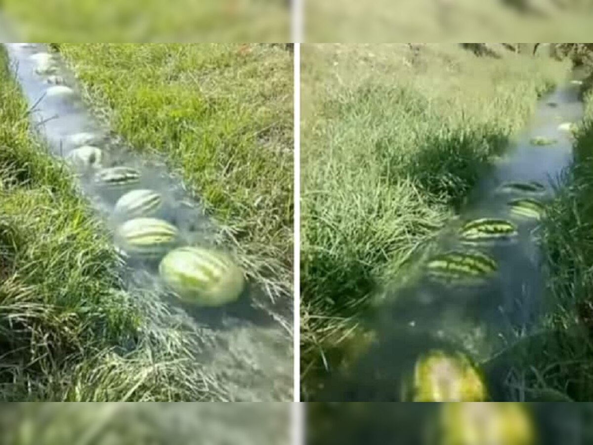 Watermelons: 'पुष्पा स्टाइल' का एकदम नया वीडियो वायरल, पानी में तरबूजों का ऐसे हुआ ट्रांसपोर्ट