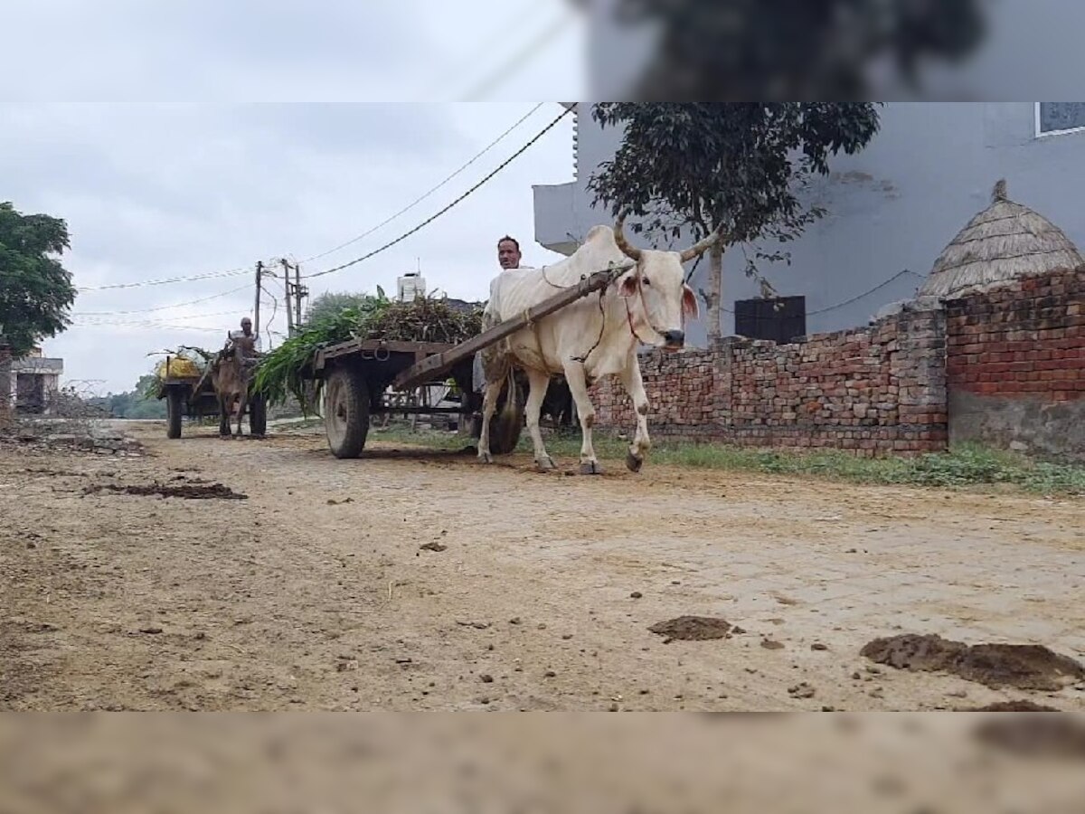 नरड़ गांव को चाहिए शिक्षित सरपंच, जो पति के इशारों पर न चल खुद फैसले ले सके 