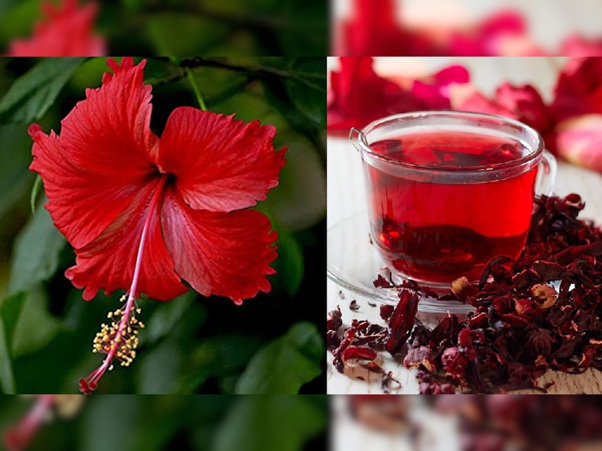 Gudhhal Ki Chai Ke Fayde (Hibiscus Tea Benefits)