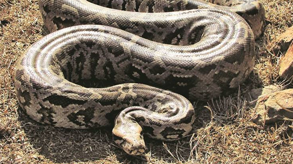 How do pythons swallow even animals that are 6 times bigger than ...