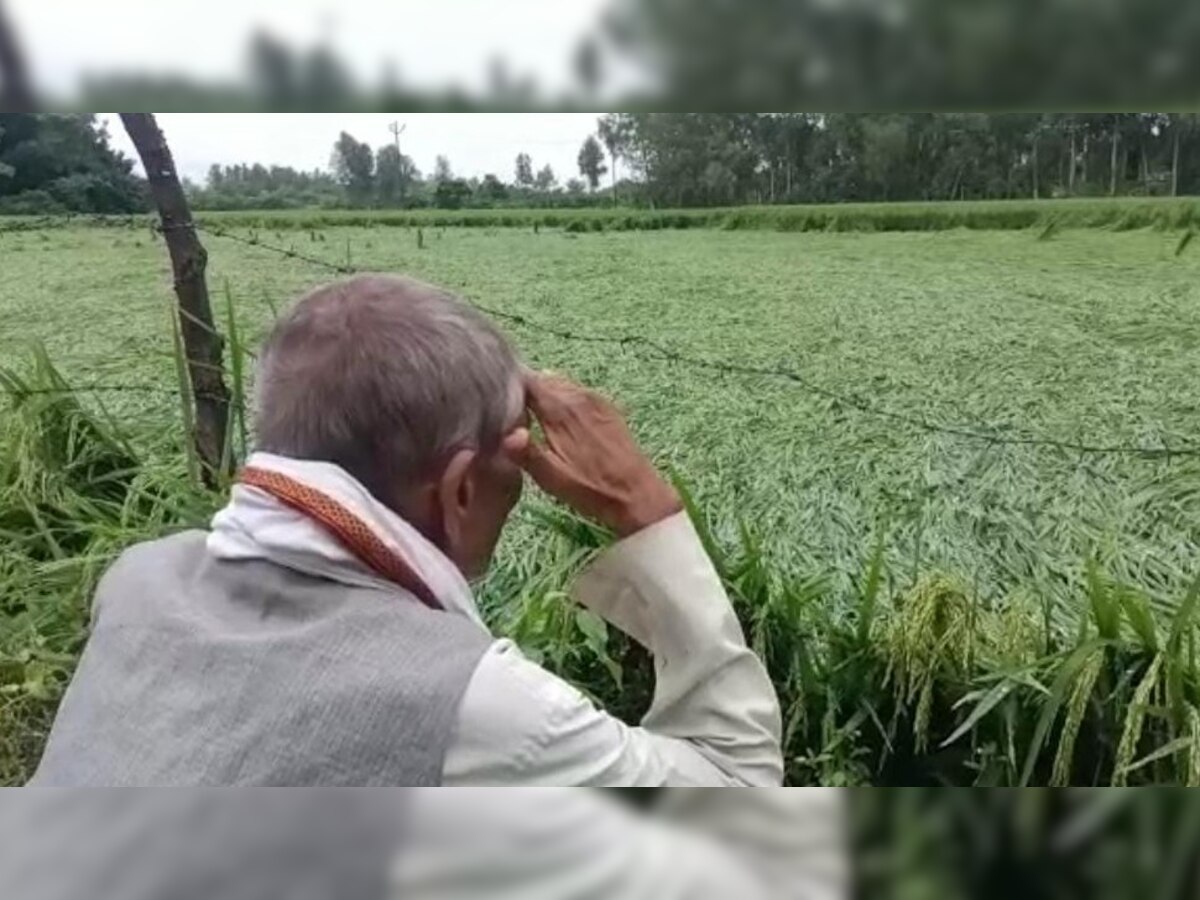 UP Rain: बेमौसम बारिश ने मचाया हाहाकार, खेतों में सड़ने लगा लाखों किसानों का धान 