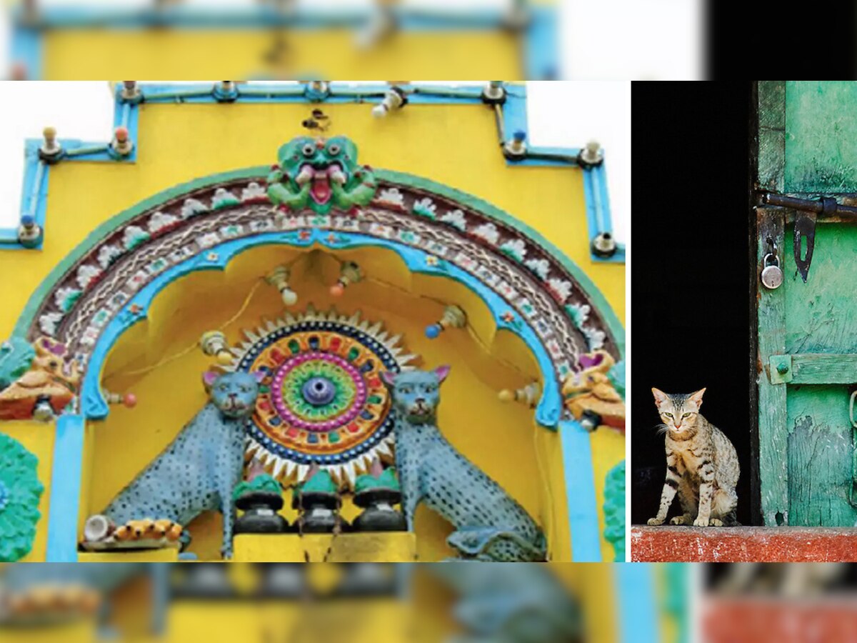 Indian Temple: भारत में यहां है अनोखा मंदिर, जहां पर पिछले 1000 साल से हो रही बिल्ली की पूजा!