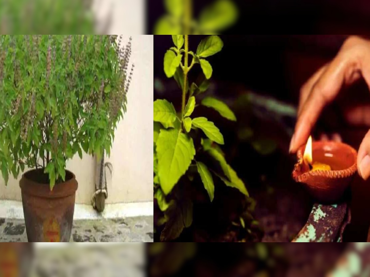 Tulsi Puja: कार्तिक माह में इस विधि से करें तुलसी पूजा, भूलकर भी न करें ये गलती