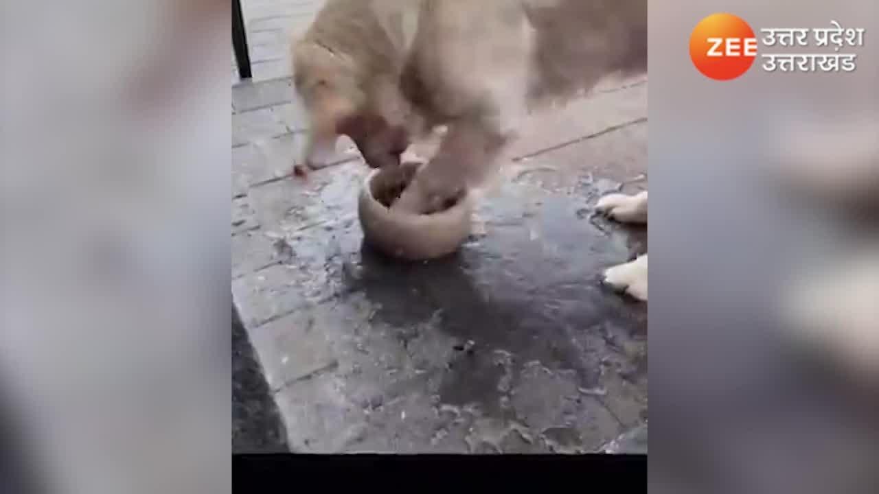 Funny Animals Falls cat dog fight funny cat dog videos compilation watch svup | दिनभर के काम से दिमाग हो गया खराब, तो लीजिए इन Funny Animals का Laughter Dose | Zee Funny Animals Falls cat dog fight funny cat dog videos compilation watch svup | दिनभर के काम से दिमाग हो गया खराब, तो लीजिए इन Funny Animals का Laughter Dose | Zee