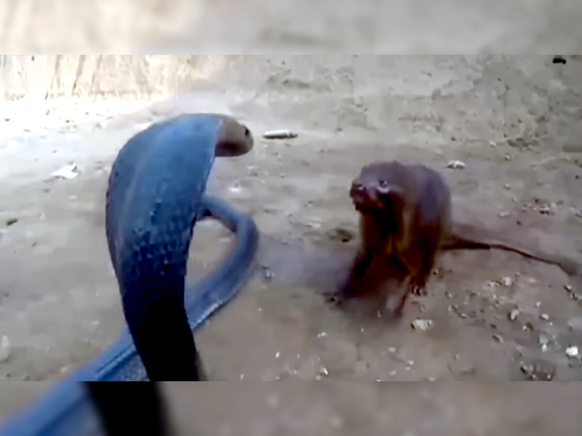 King Cobra vs Mongoose: किंग कोबरा और नेवले में हुई भयंकर लड़ाई, आखिरी सांस तक लड़ते रहे दोनों; Video में देखें किसकी हुई जीत