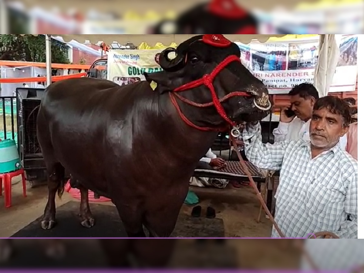 10 करोड़ का भैंसा! मेले में आकर्षण का केंद्र बना गोलू-2, डील-डौल और सुंदरता देख रह जाएंगे दंग