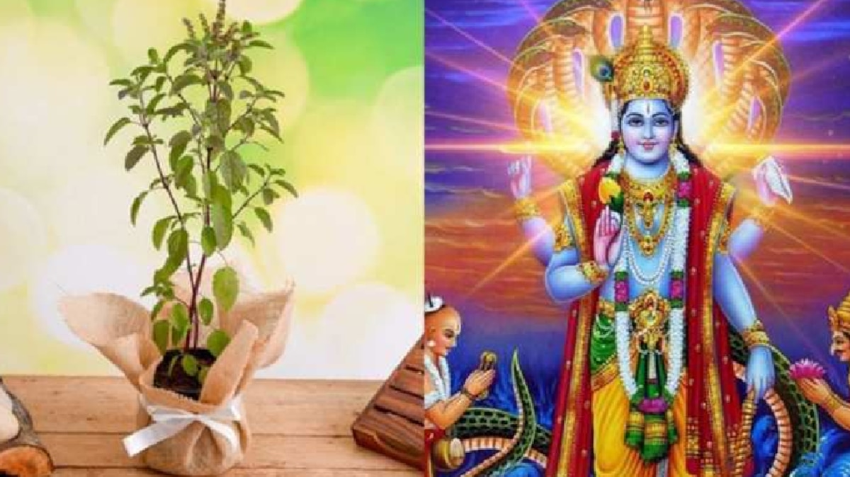 Kartik maas mein tulsi ki puja kaise karen these 3 measures of tulsi puja  stmp | घर की तरक्की के लिए कार्तिक में इस विधि से करें तुलसी की पूजा, होगी  धन की बौछार | Hindi News, Madhya Pradesh - MP