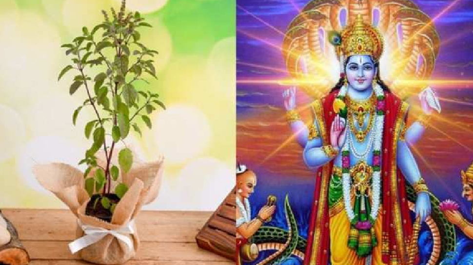 Kartik maas mein tulsi ki puja kaise karen these 3 measures of tulsi puja stmp | घर की तरक्की के लिए कार्तिक में इस विधि से करें तुलसी की पूजा, होगी धन की बौछार | Hindi News, Madhya Pradesh - MP