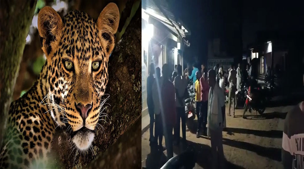 कोटपूतलीः सीसीटीवी में कैद हुई पैंथर की मूवमेंट, ग्रामीणों में फैला डर का महौल कोटपूतलीः सीसीटीवी में कैद हुई पैंथर की मूवमेंट, ग्रामीणों में फैला डर का महौल